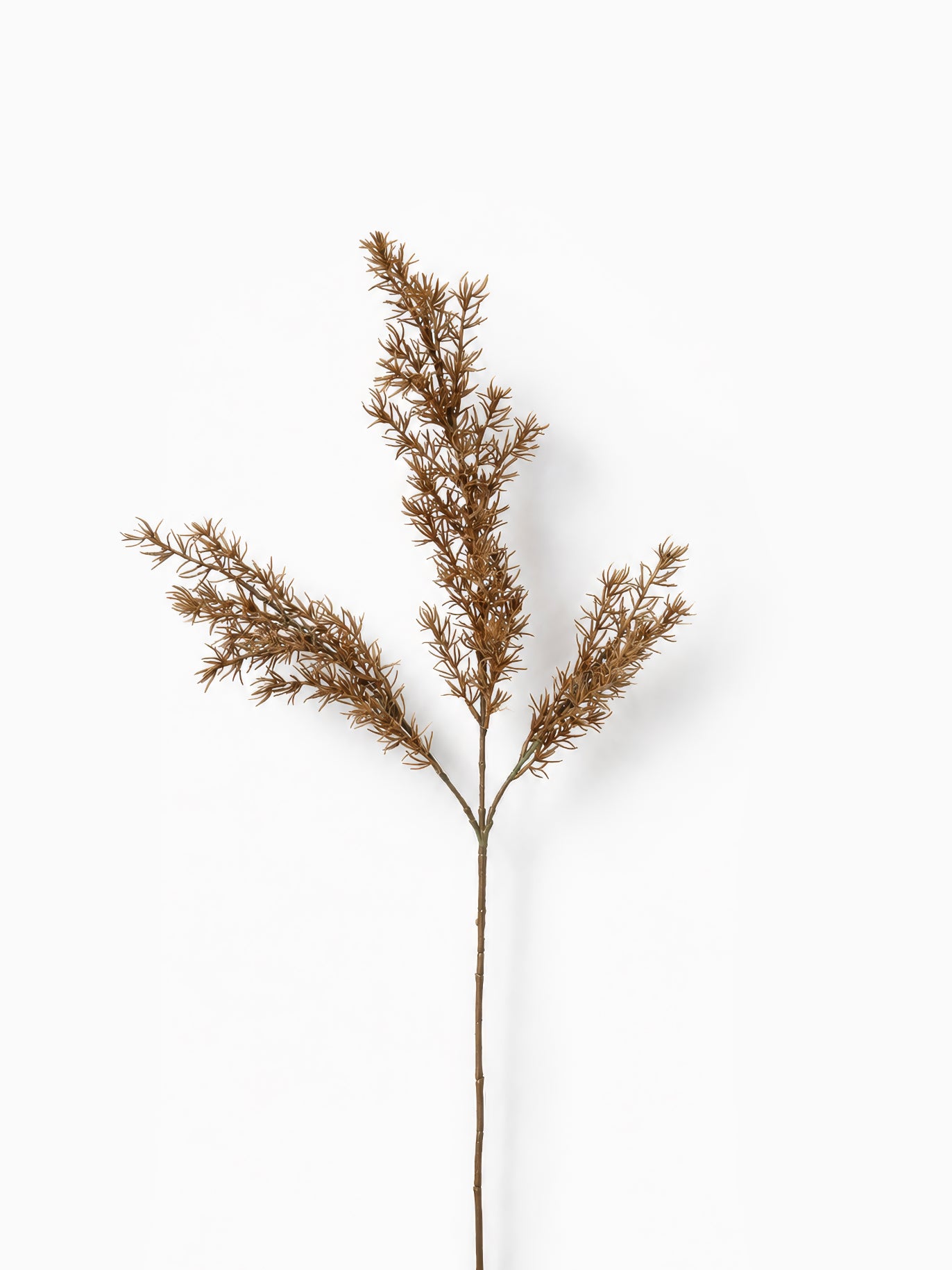 Dried Foxtail Fern