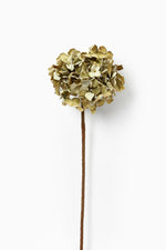 Dried Hydrangea Moss Green