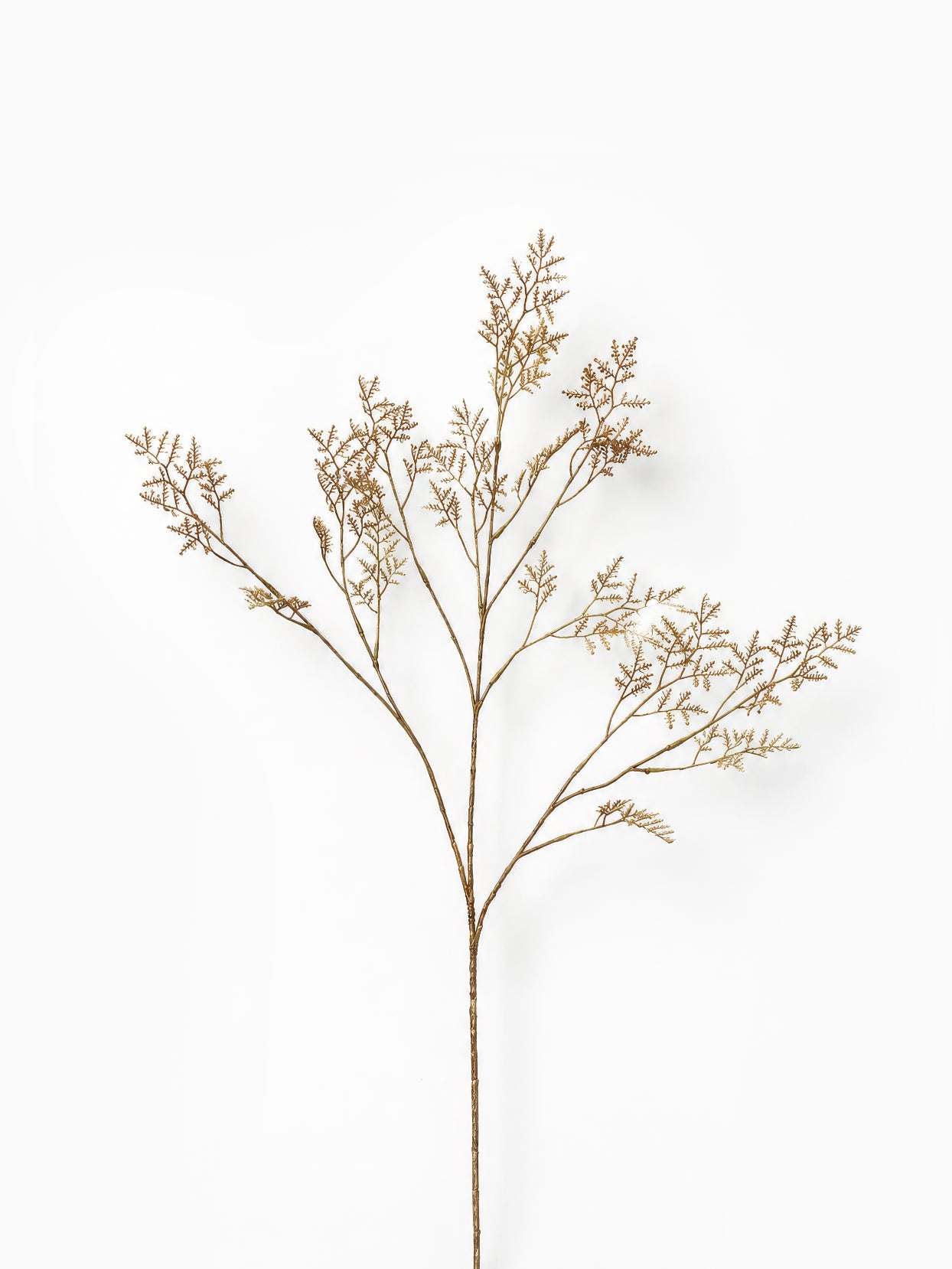 Dried Limonium