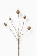 Dried Poppy Spray
