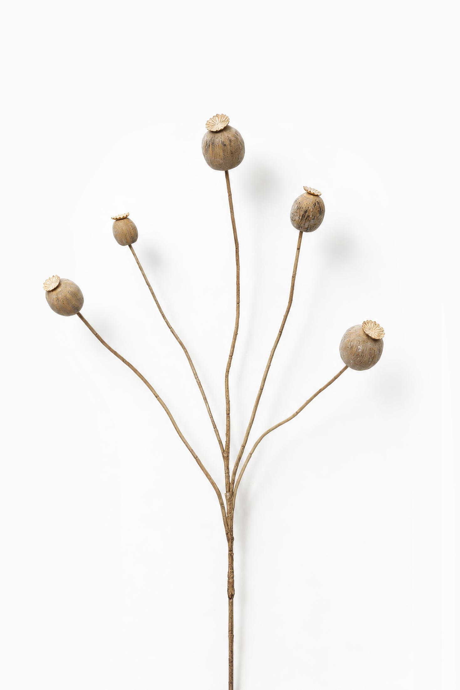 Dried Poppy Spray