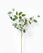 Eucalyptus Populus