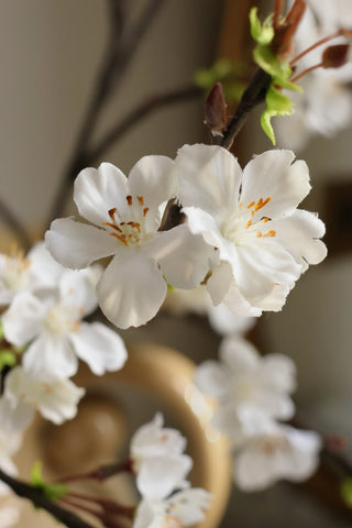 Close-up of white cherry blossom flowers with a blurred background