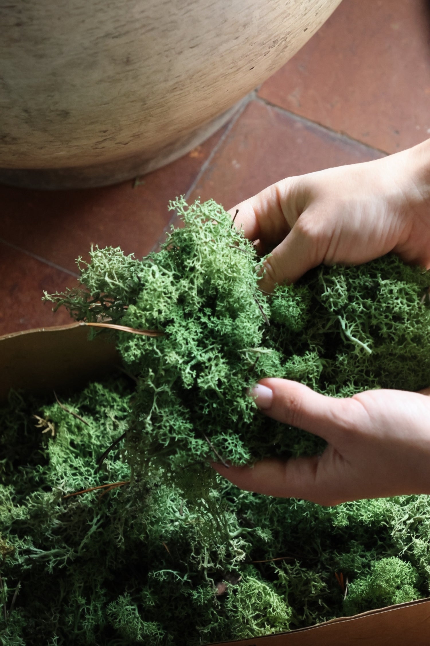 Preserved Reindeer Moss Dark Green - 500g