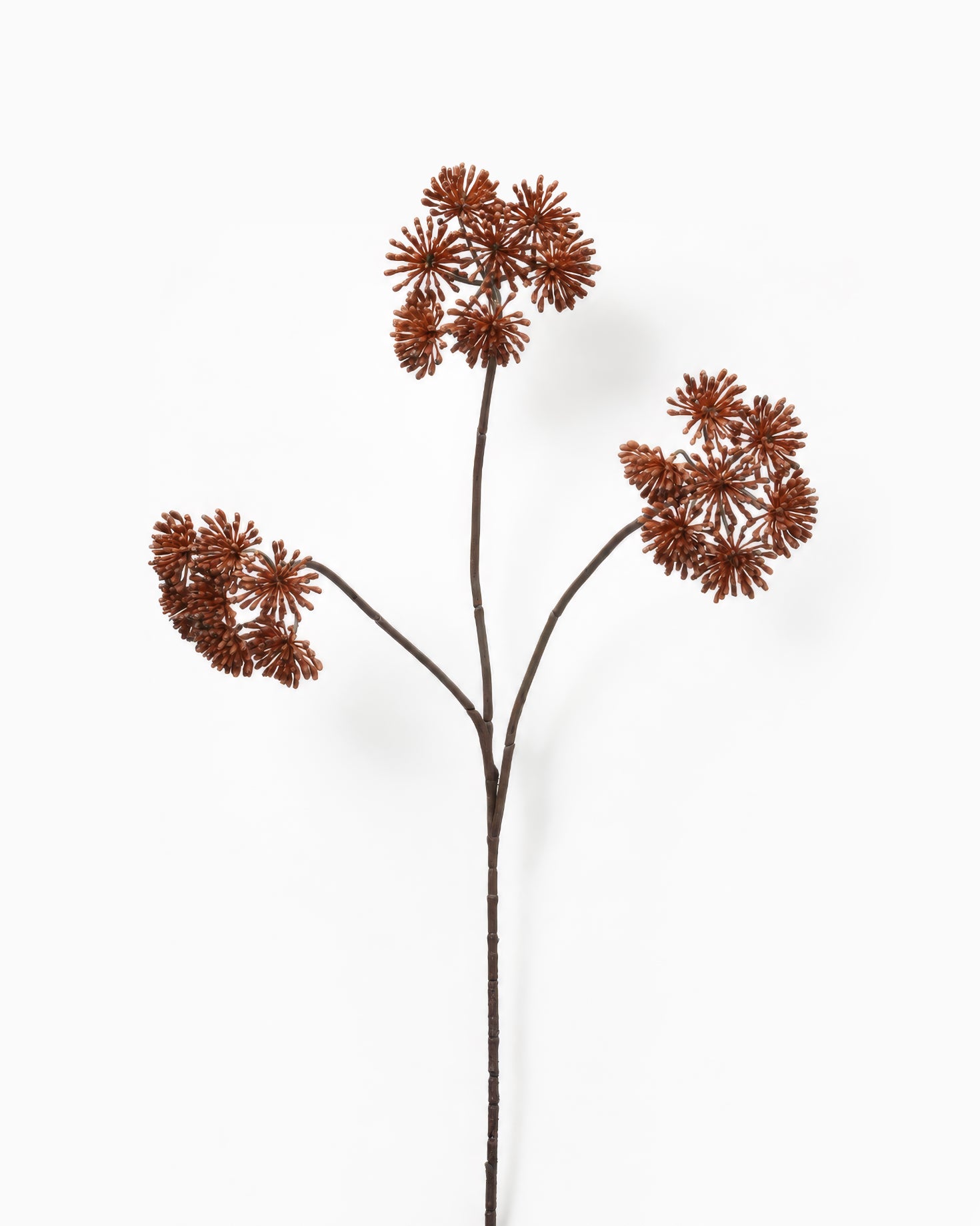 Dried Angelica Spray