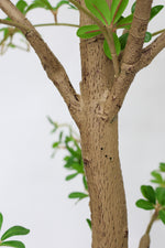 Faux Japanese Quince 250cm