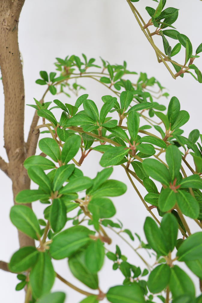 Faux Japanese Quince 250cm