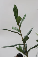 Faux Sample Olive Tree