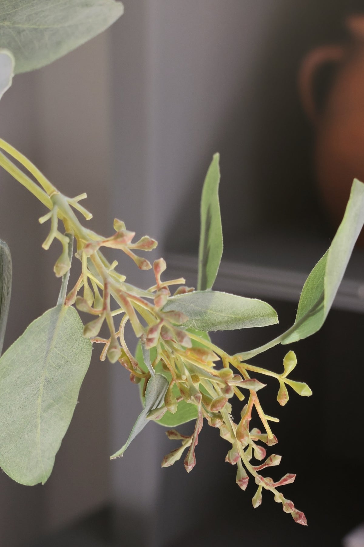 Close-up of a seeded bunch on eucalyptus tree with green leaves and small buds against a blurred background