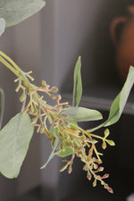 Close-up of a seeded bunch on eucalyptus tree with green leaves and small buds against a blurred background