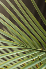 Close-up of a faux palm leaf with detailed texture