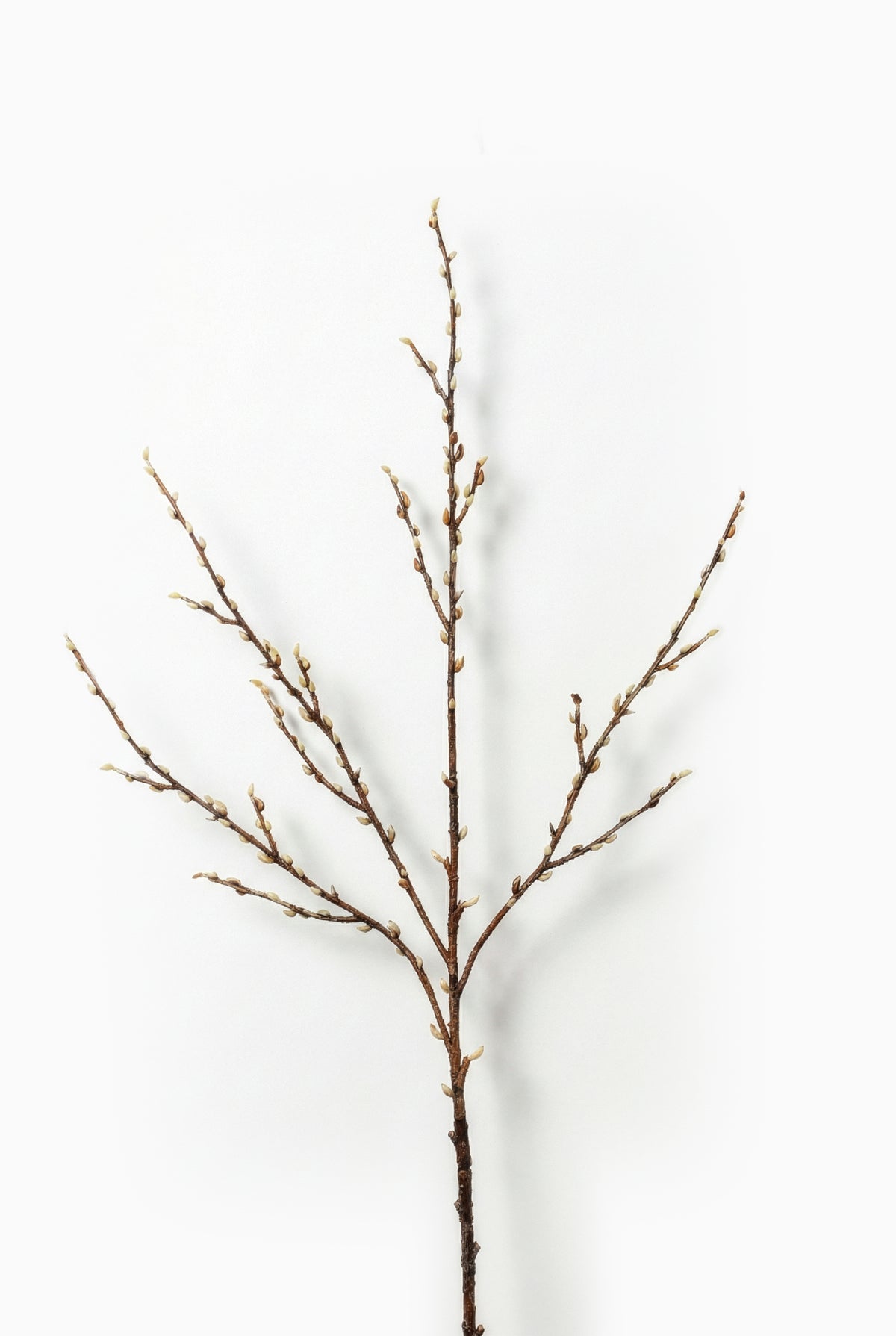 Brown budding branch on a white background