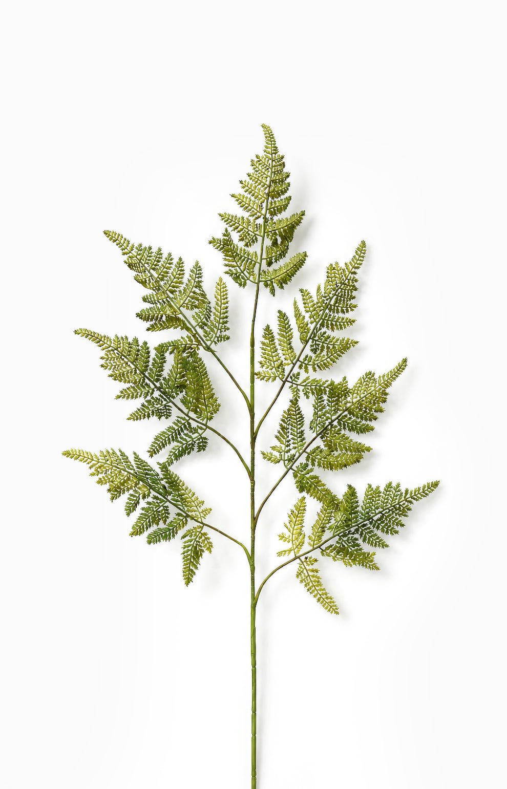Fern