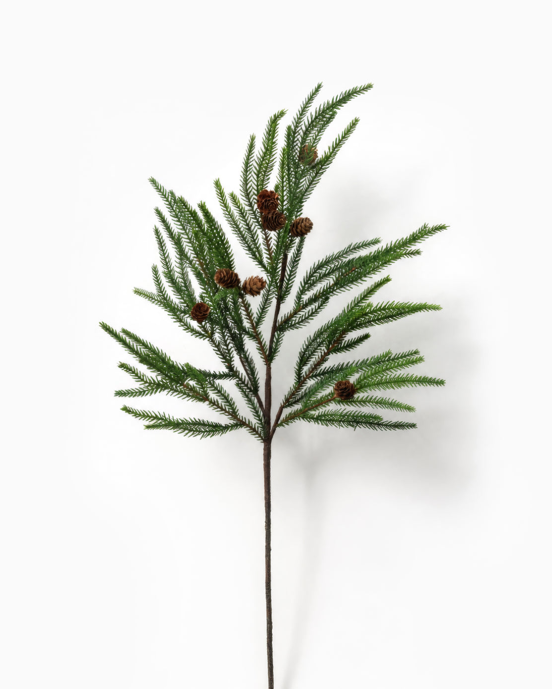 Fir Branch