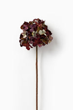 Hydrangea Mulberry
