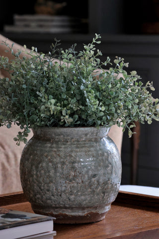 The Eucalyptus Bush & Pot Gift Bundle