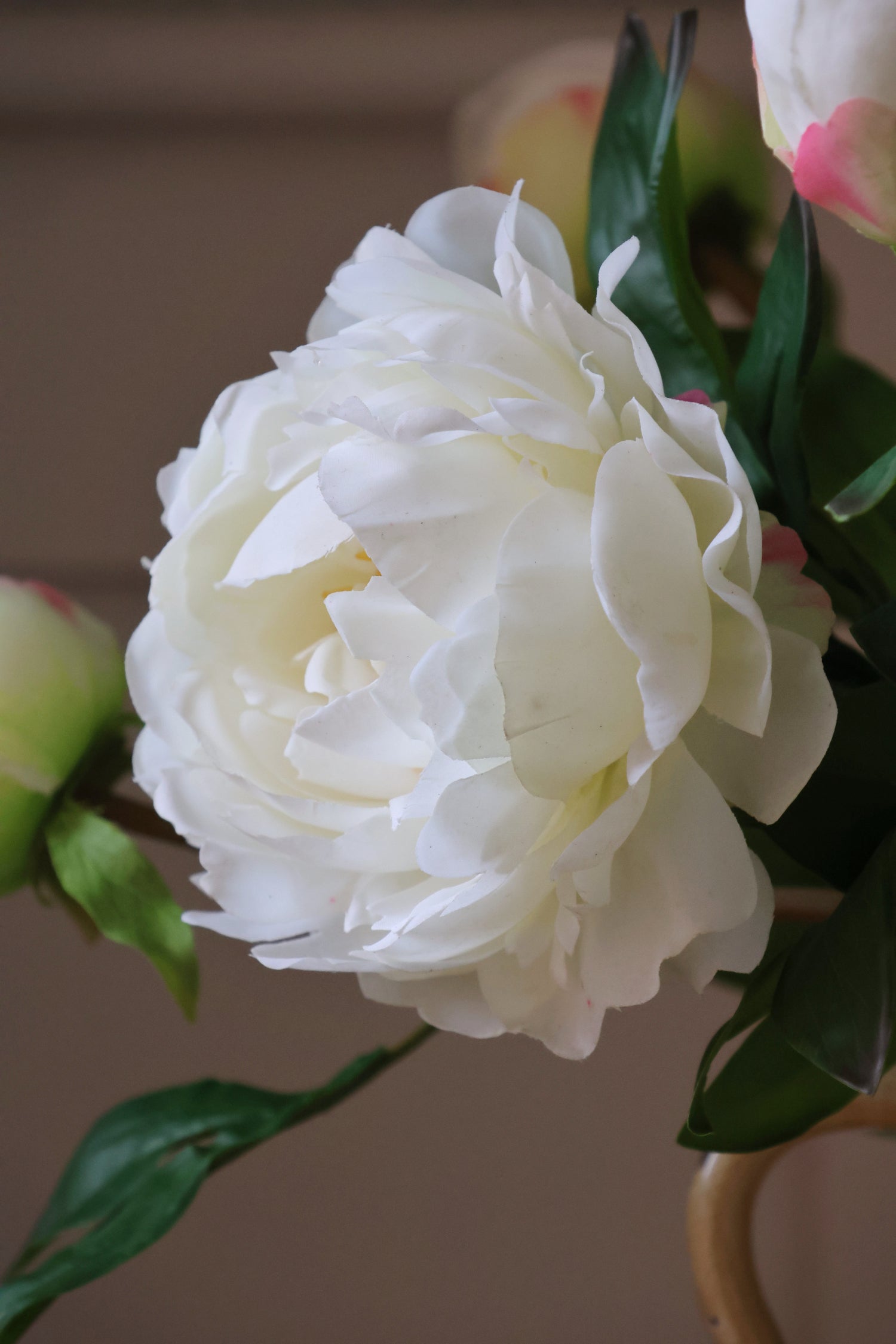 close up image of a white peony from a side angle