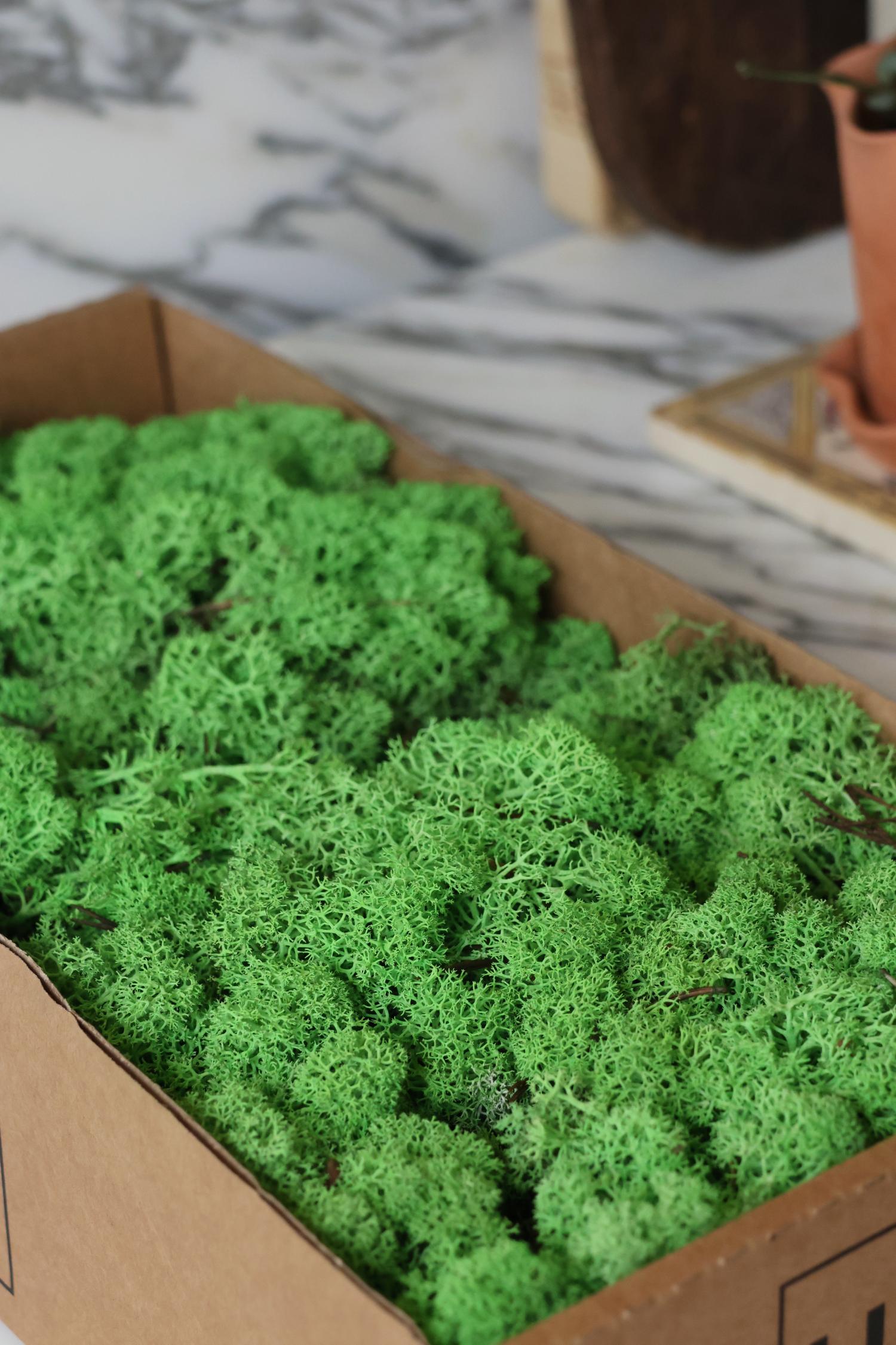 Preserved Reindeer Moss - 500g