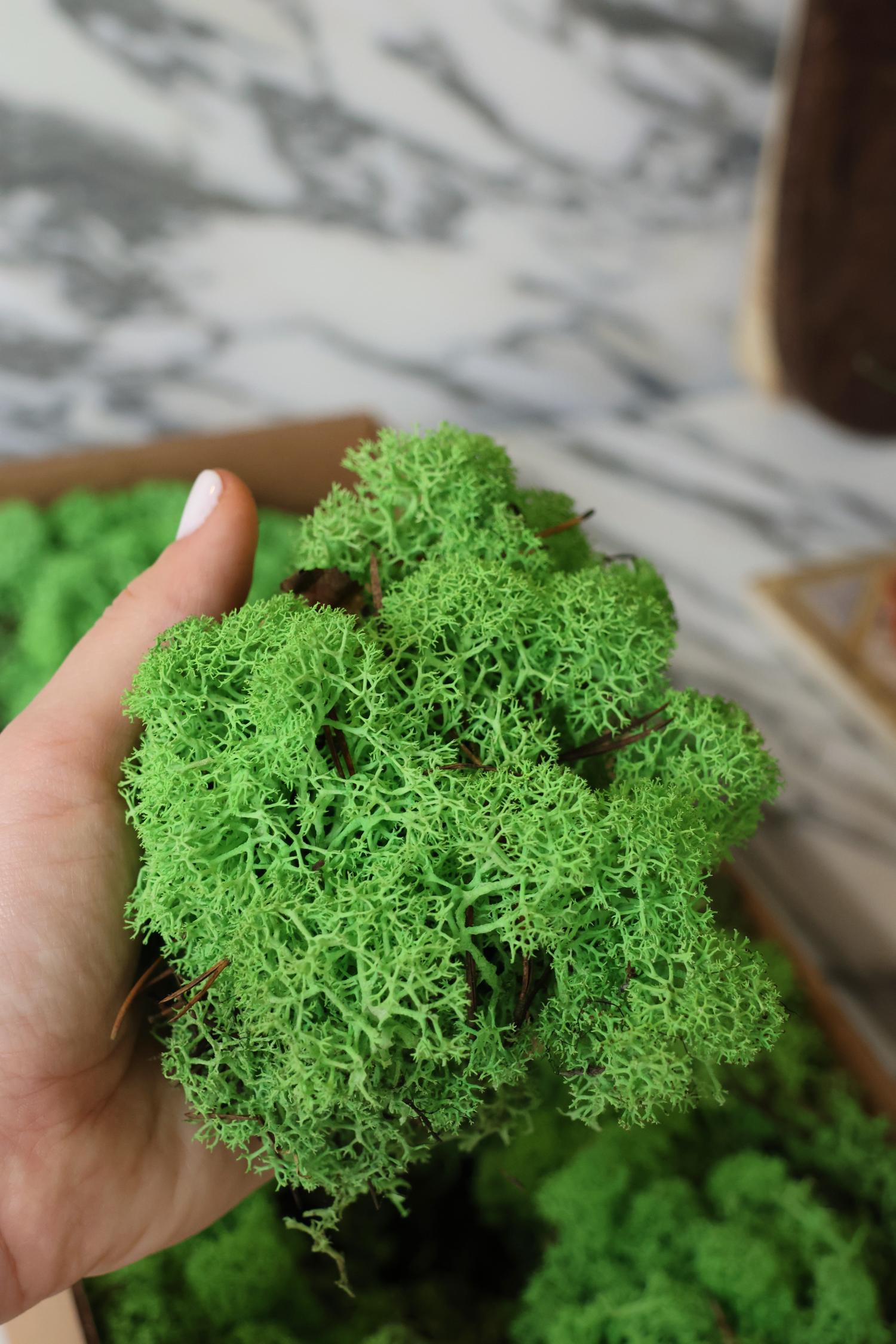 Preserved Reindeer Moss - 500g
