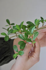 Hand holding snall green artificial leaves with a neutral background