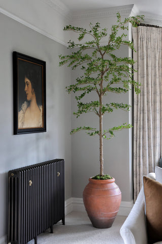 Faux Japanese Quince - 240cm