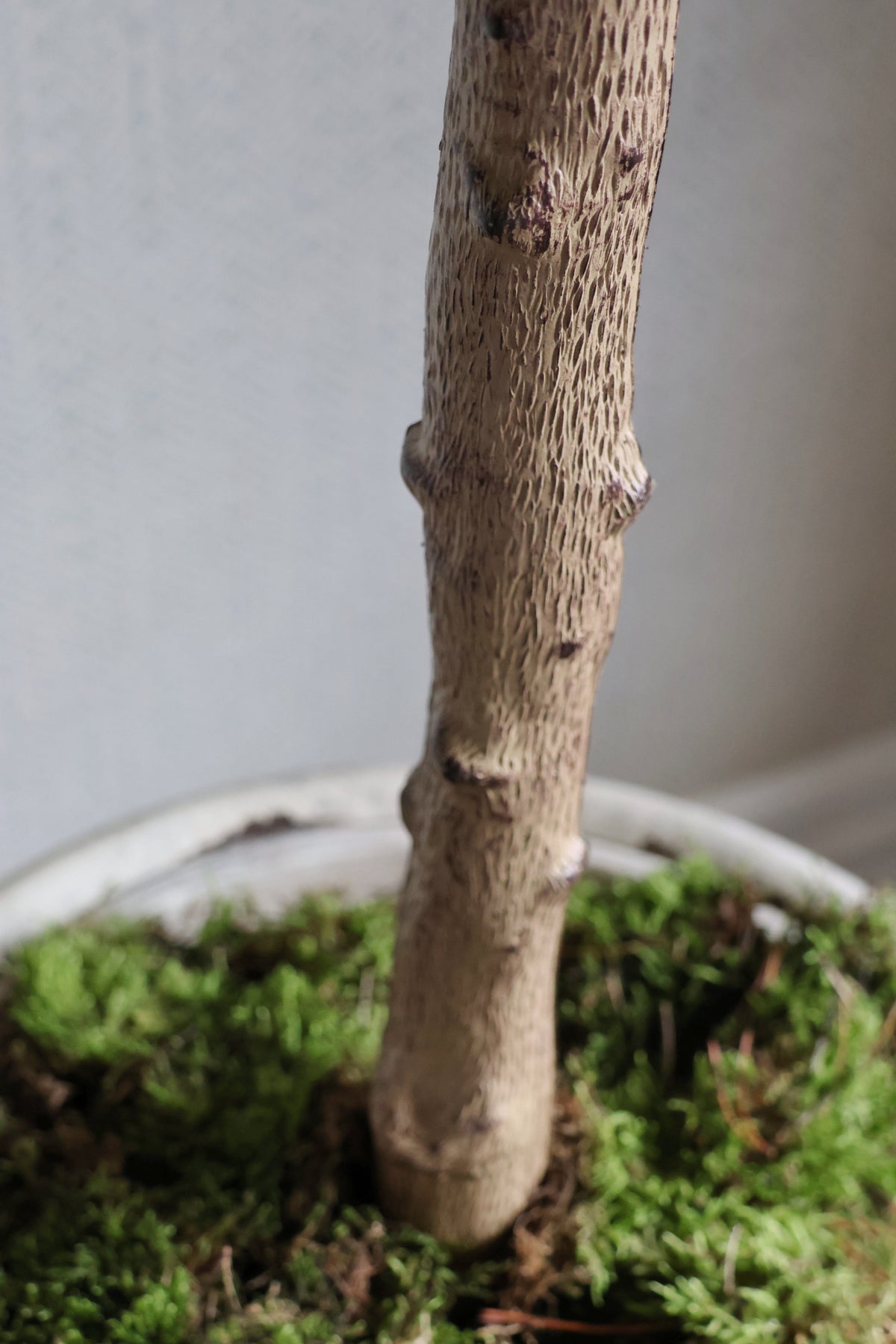 Close-up of a faux tree trunk in a pot with carpet moss