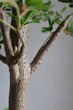 Close-up of an artificial tree branch with a plain background