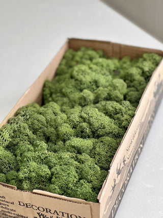 Preserved Reindeer Moss Dark Green - 500g