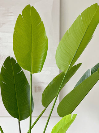 Faux Strelitzia Plant - 180cm