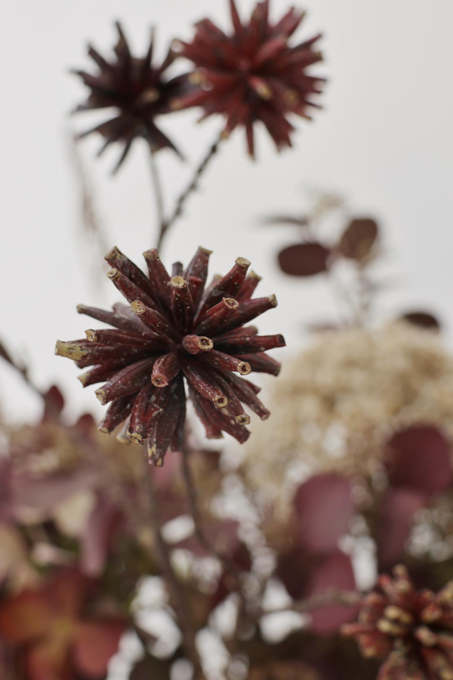Faux Maroon Echinops