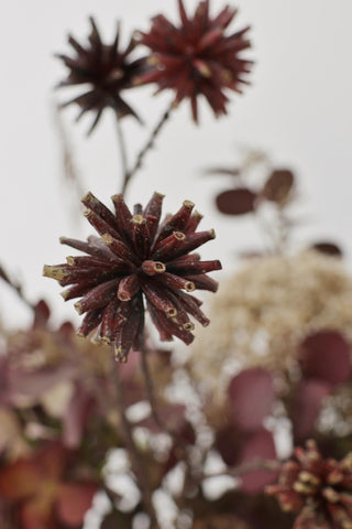 Faux Maroon Echinops