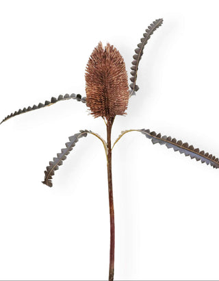 artificial brown dried baksia stem on white background