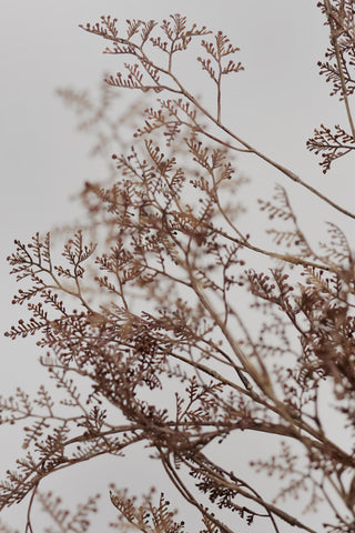 Faux Dried Limonium