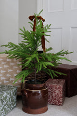 Faux Norfolk Pine Tree 65cm