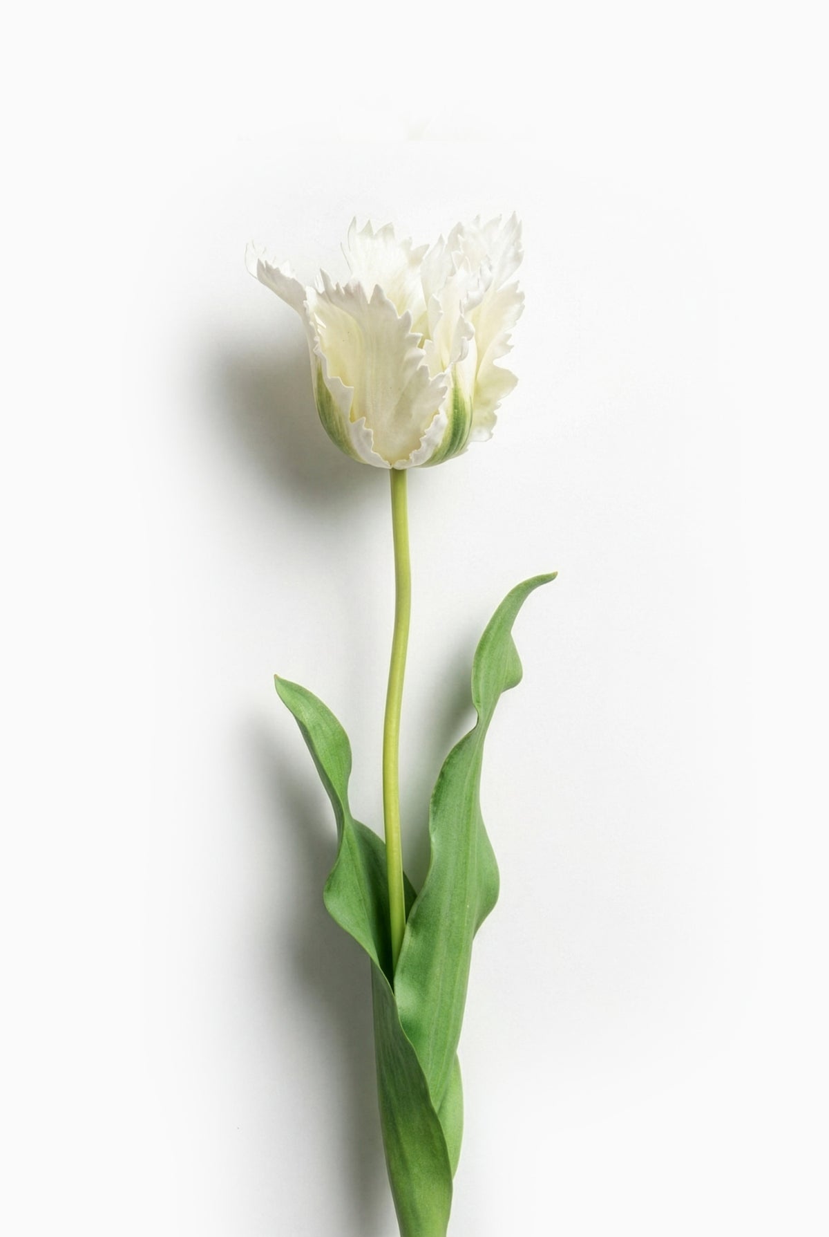 Single white tulip with green leaves on a light gray background