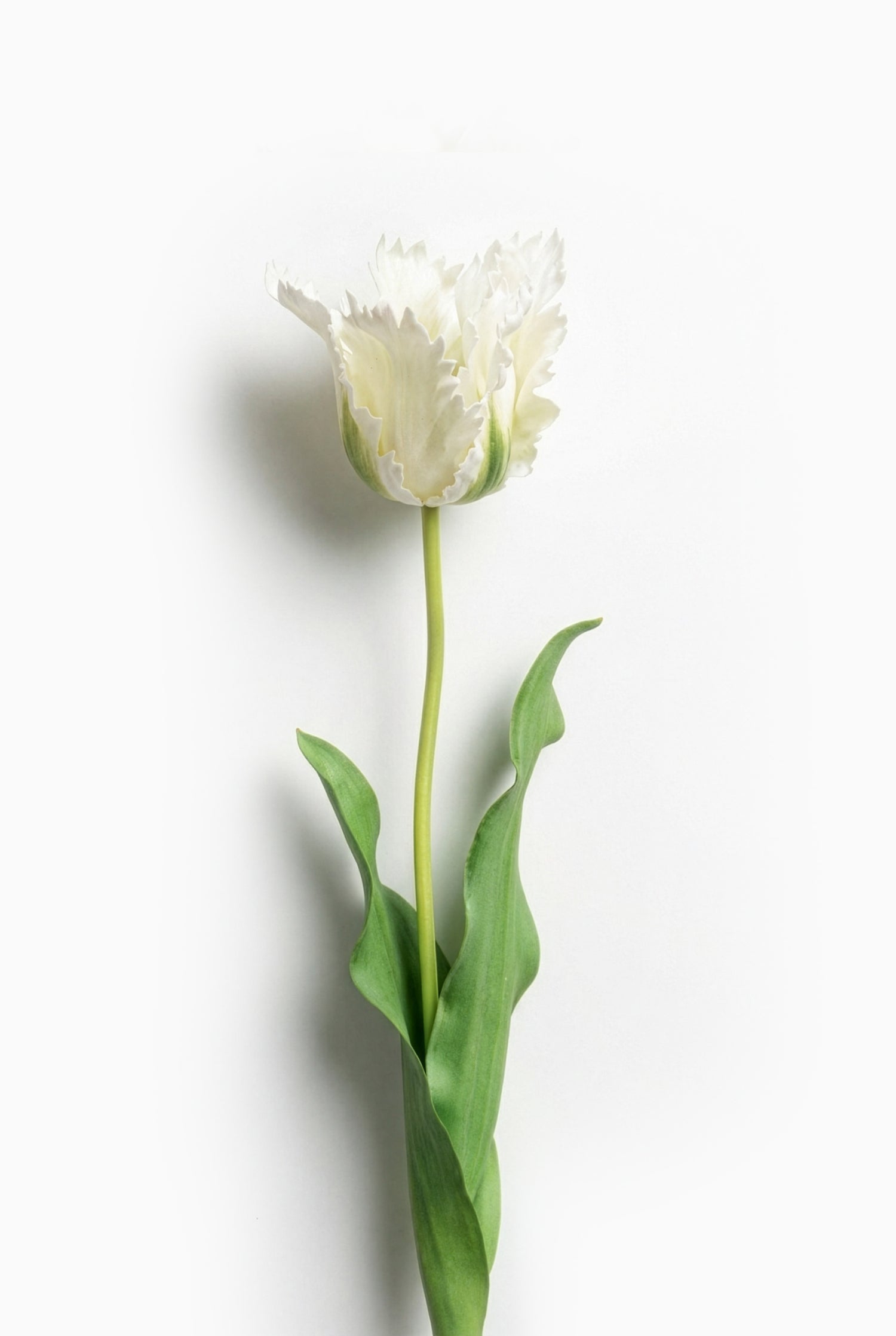 Single white tulip with green leaves on a light gray background