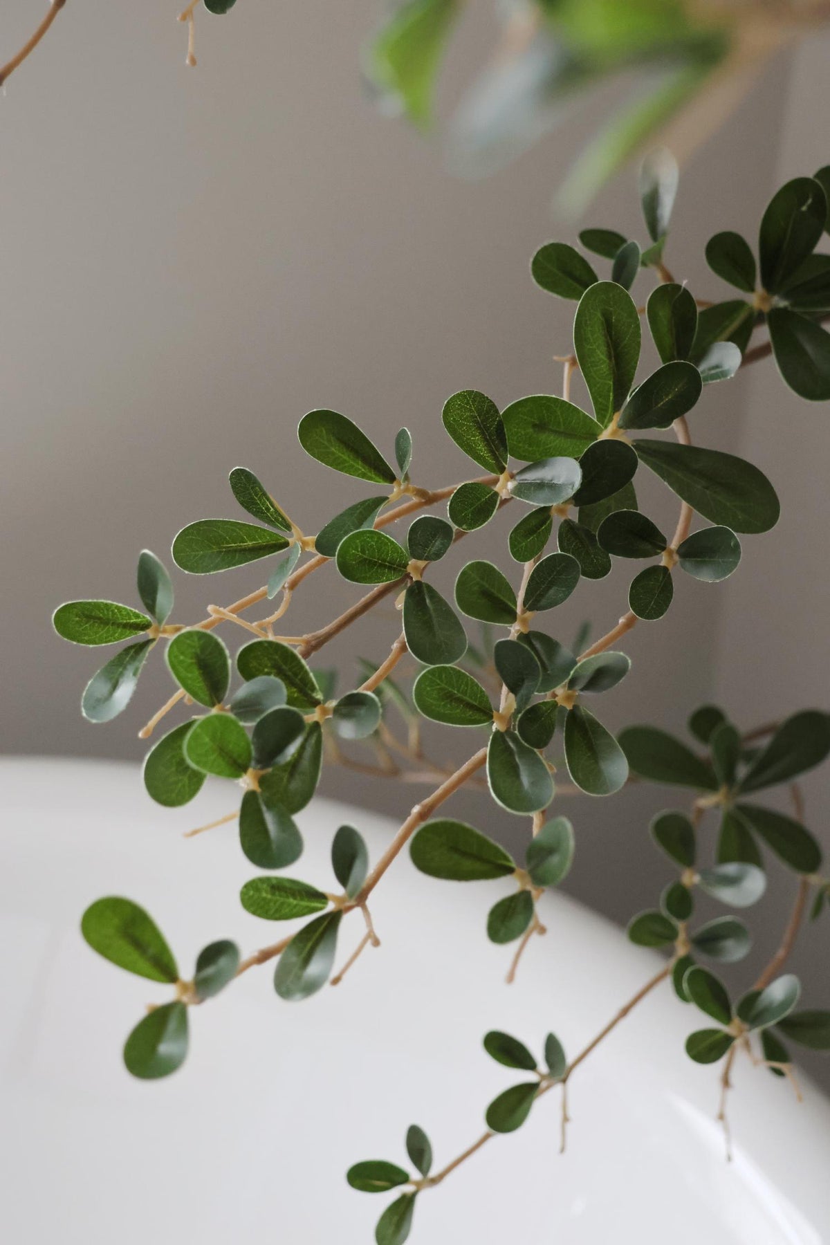 Close-up of a green shady lady leaves with a neutral background