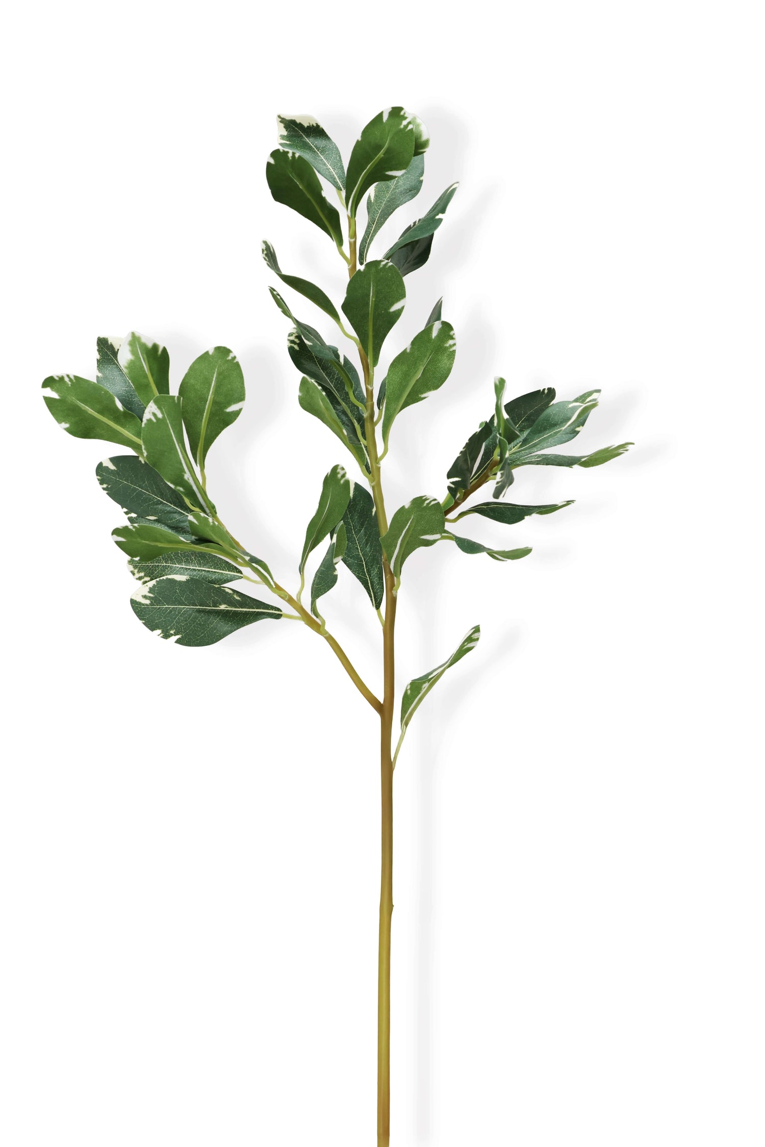 Faux Pittosporum Stem