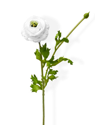 White ranunculus flower with green leaves on a white background