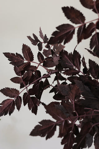 Faux Plum Cimicifuga