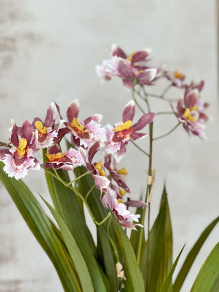 Faux Potted Pink Oncidium Orchid