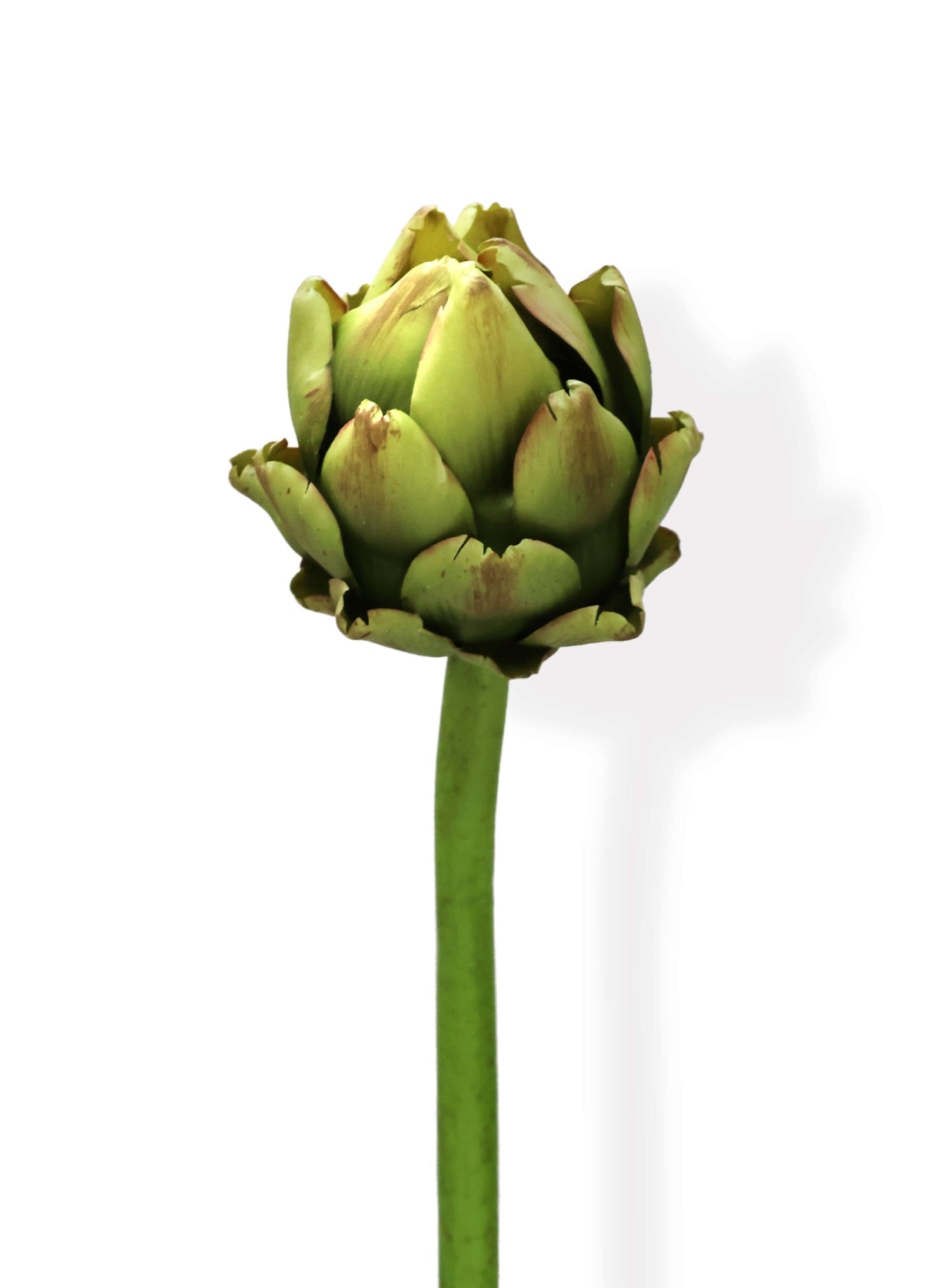 Artichoke on a white background