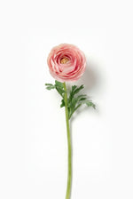 Single artificial pink ranunculus flower with green stem on a white background