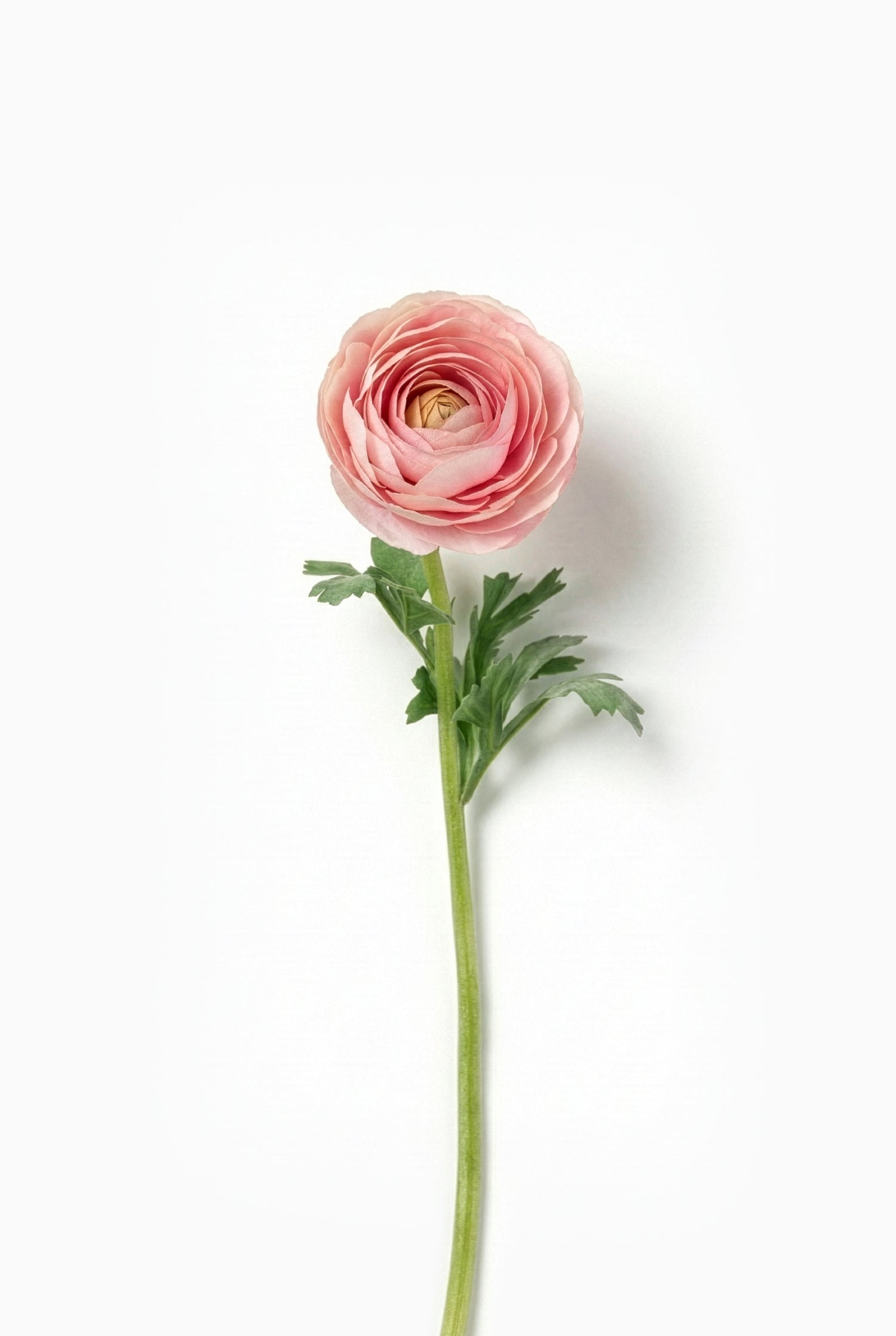 Single artificial pink ranunculus flower with green stem on a white background