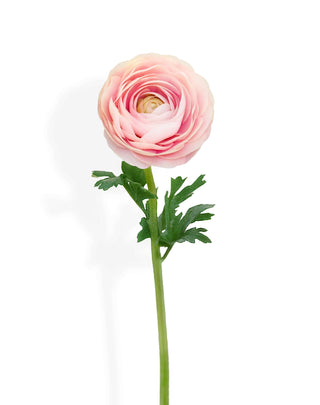 Single pink ranunculus flower with green stem on a white background