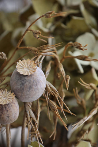 Dried poppy seed heads with a blurred natural background