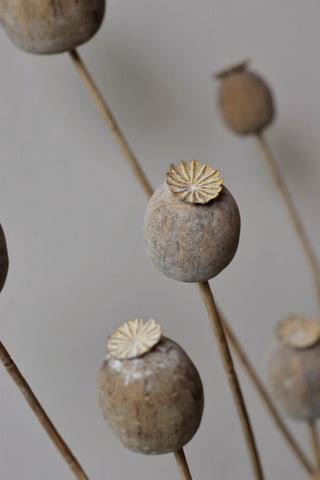 faux dried poppy spray on a pale grey background