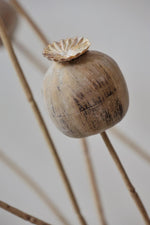faux dried poppy pod on a neutral background