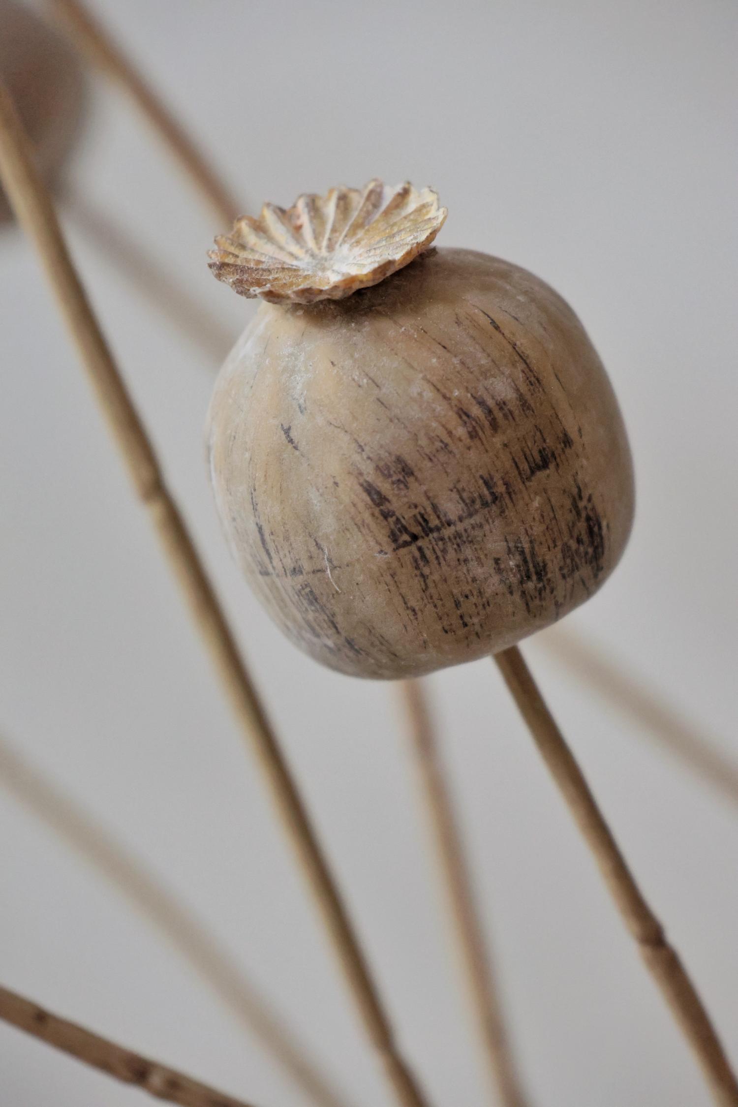 faux dried poppy pod on a neutral background