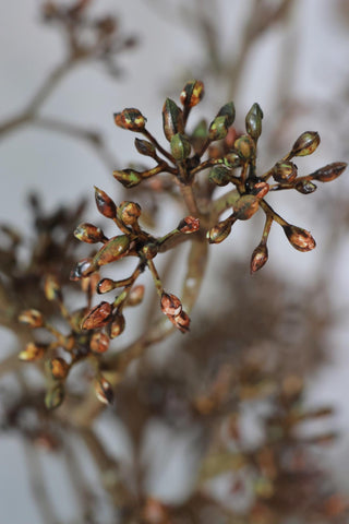 Faux Dried Seed Head Spray